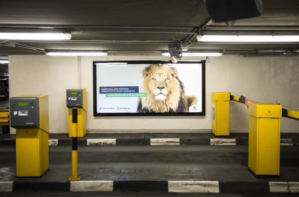 faune sauvage au parking du Mont-Blanc